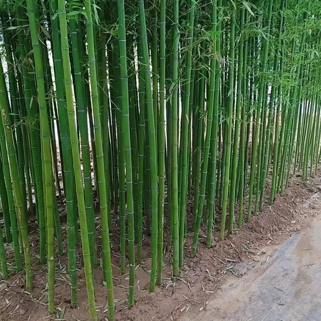 大毛竹 长的高 长的粗 抗旱耐冻