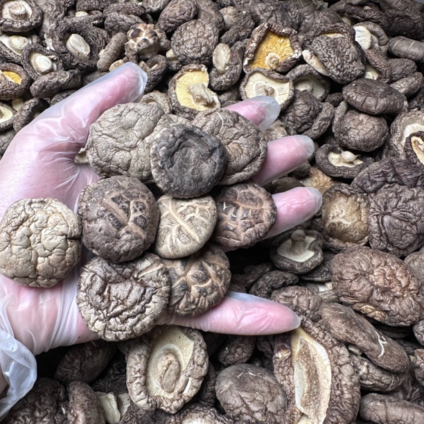 中香姑【小叔鱼胶福利】