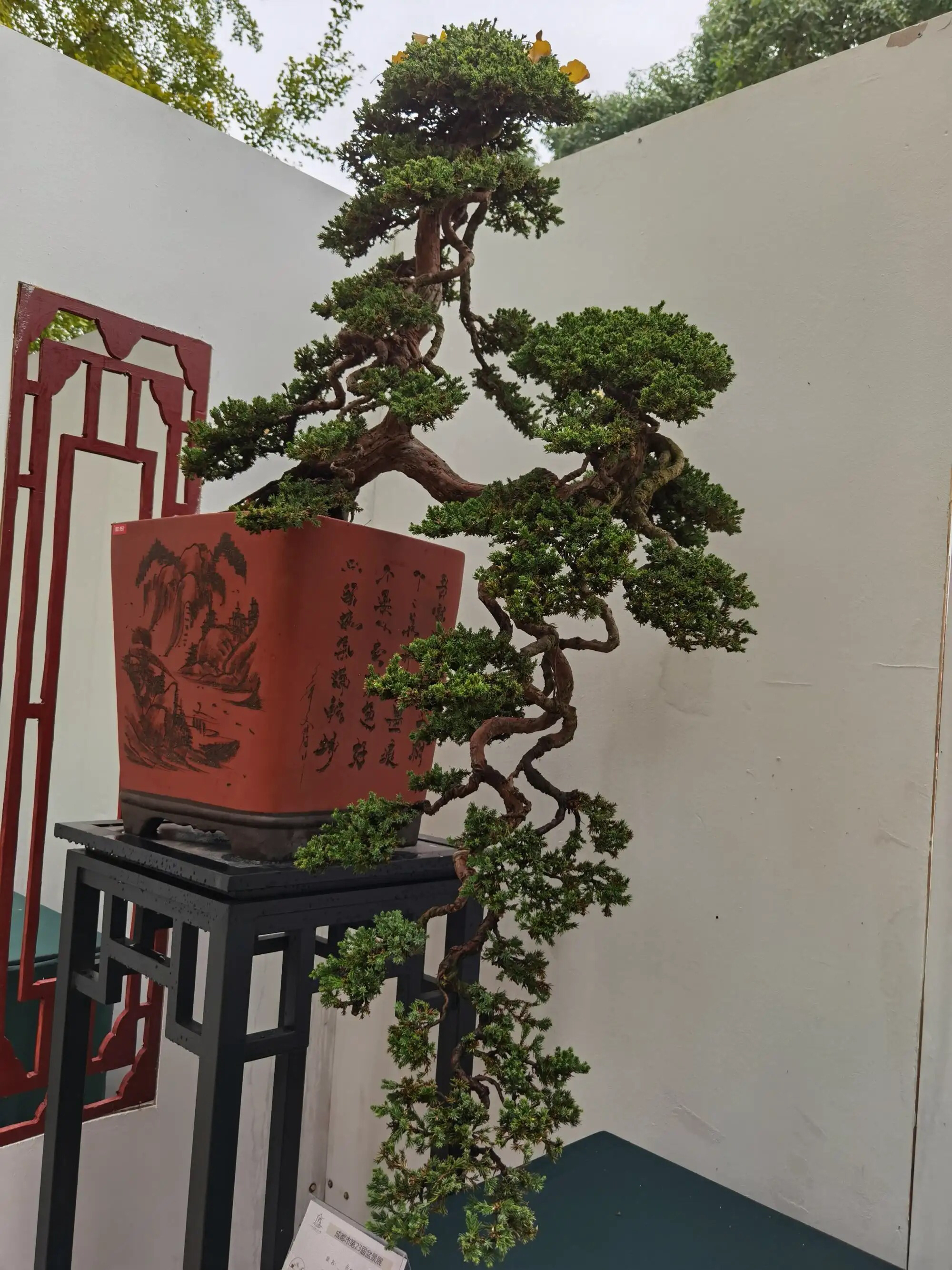 珍珠地柏盆景素材苗