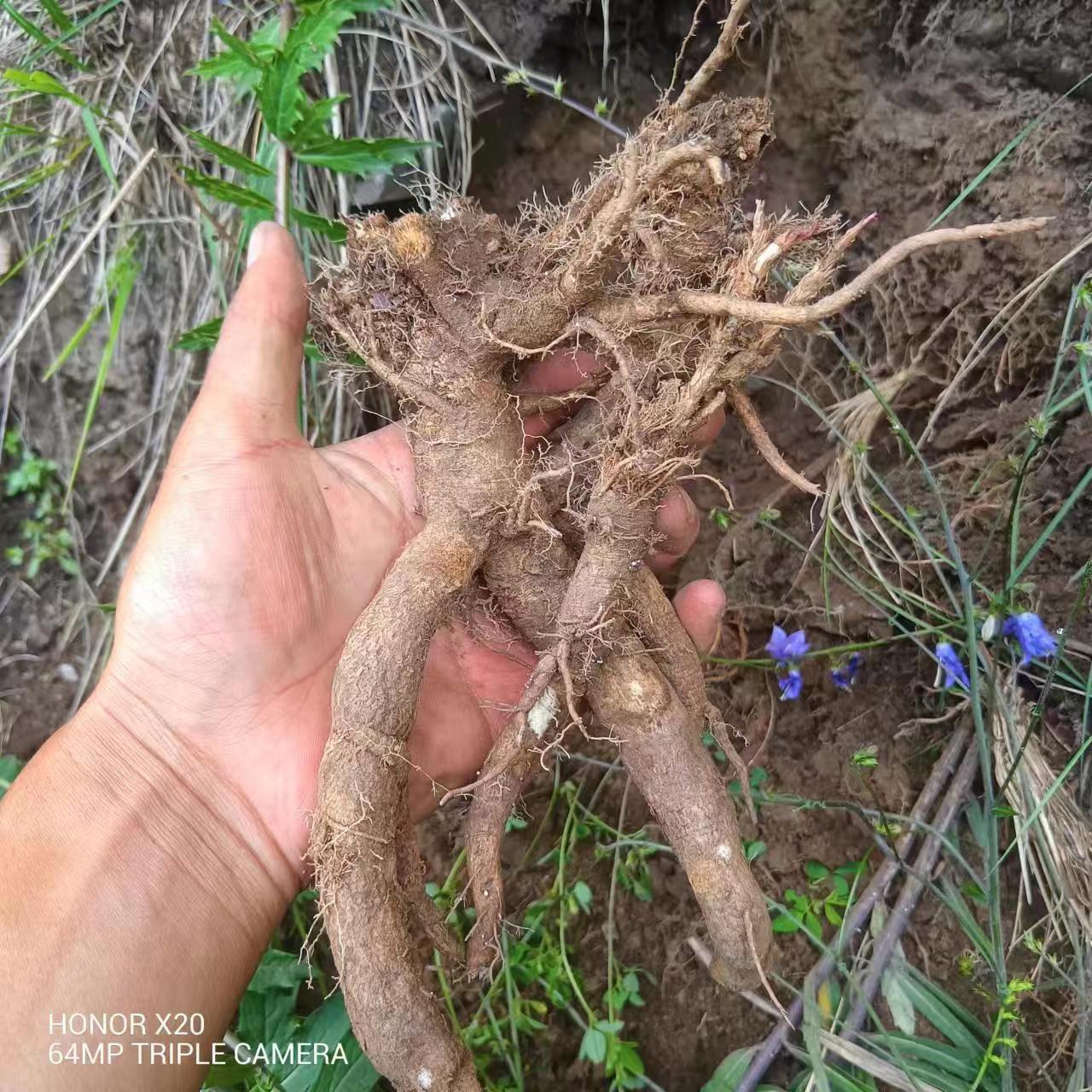 野生南沙参500克野外采挖自然晒干不熏硫磺