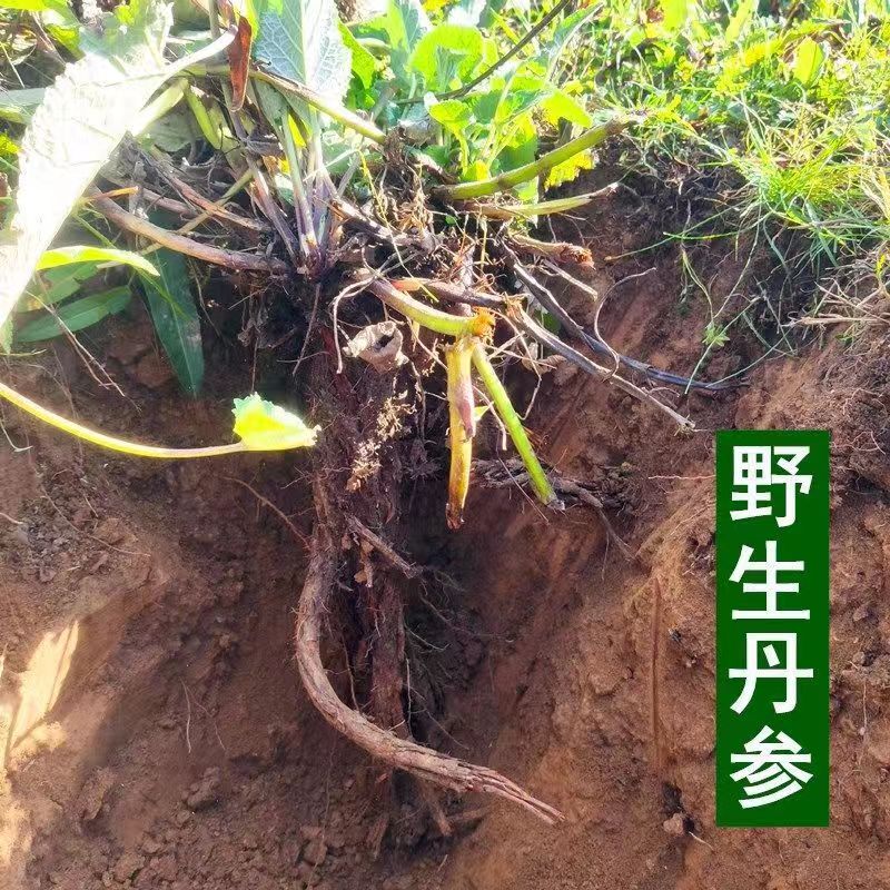 紫丹参野外采挖自然晒干500克包邮无硫磺熏