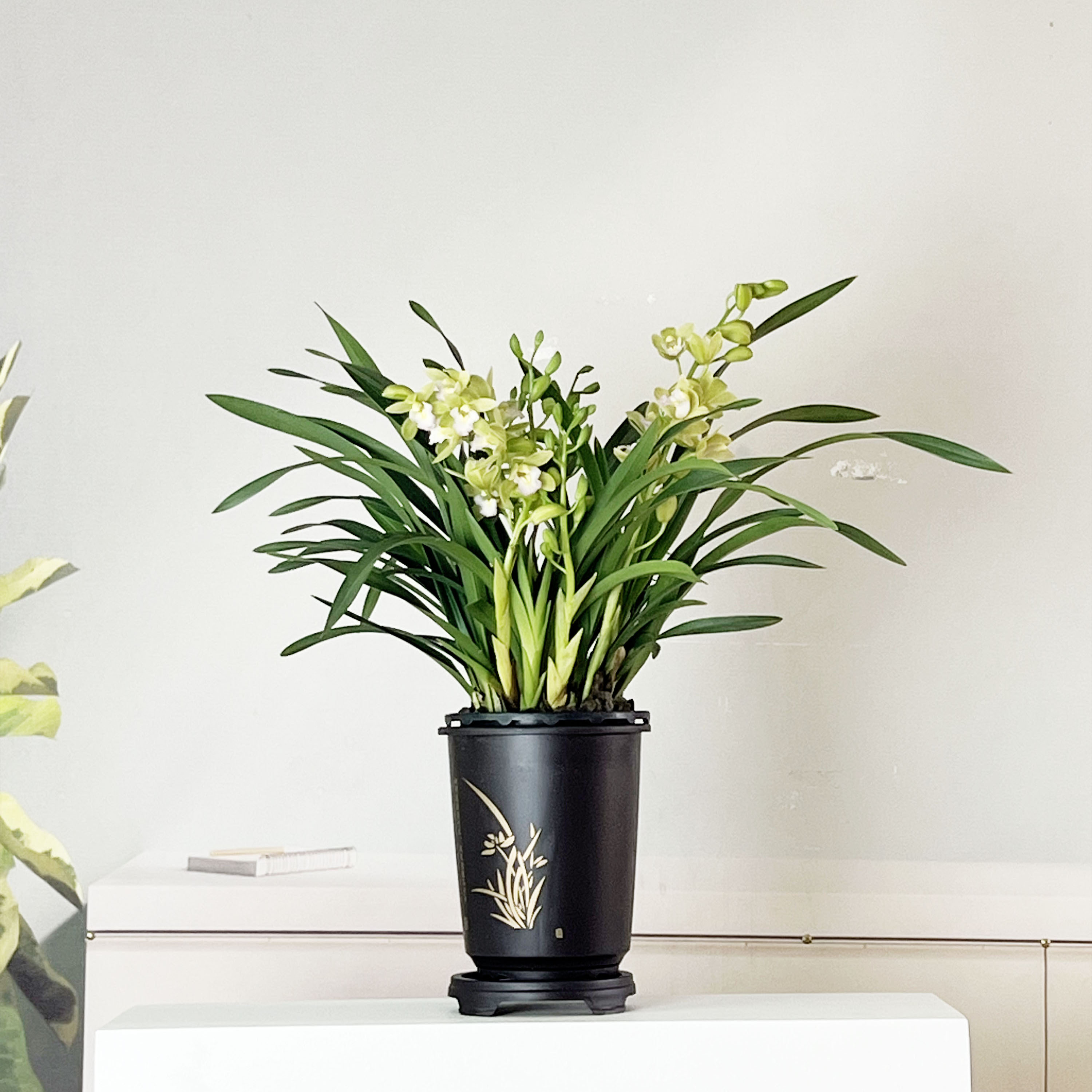 【年宵花】香水香兰兰花带花剑 兰场基地直发带国风盆