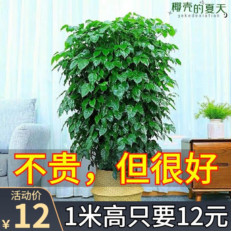 幸福树盆栽植物室内大客厅发财树桩平安大型盆景花卉绿植净化空气