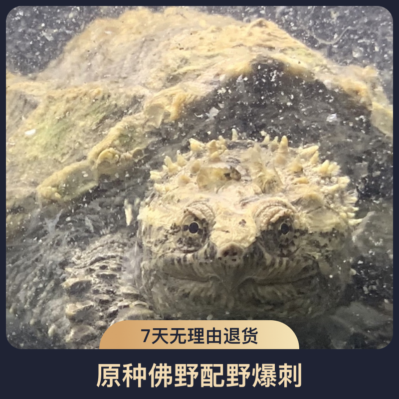 健康凶猛原种佛鳄宠物龟观赏水族活体