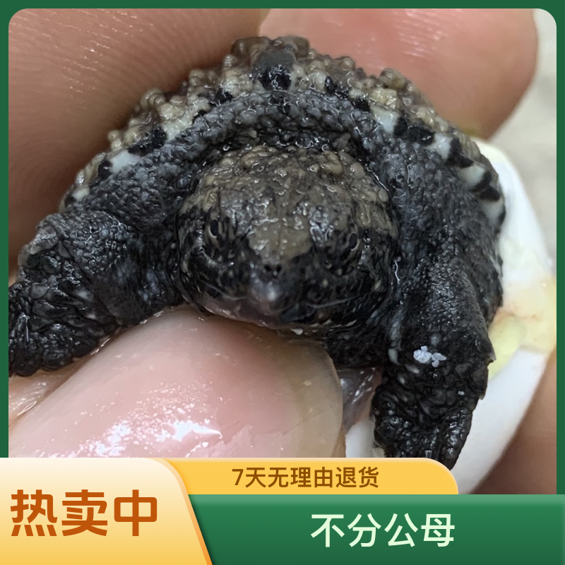 （帝柒精选）原种佛（野配野）爆刺野后观赏龟宠物龟小鳄鱼动物