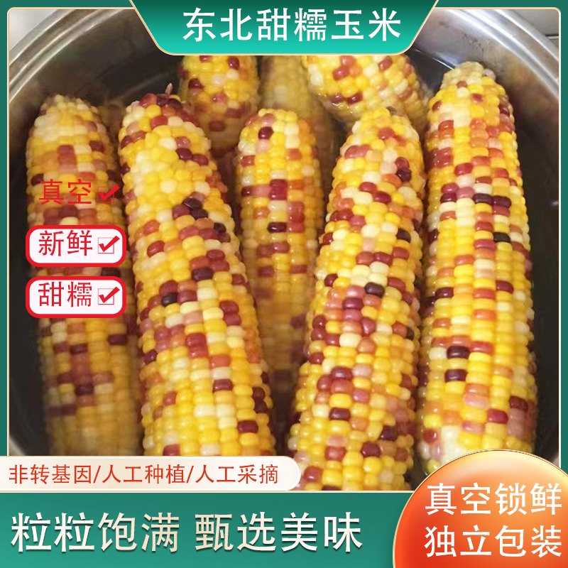 【试吃2根】美域稻乡东北甜糯花玉米9支装每箱香甜软糯