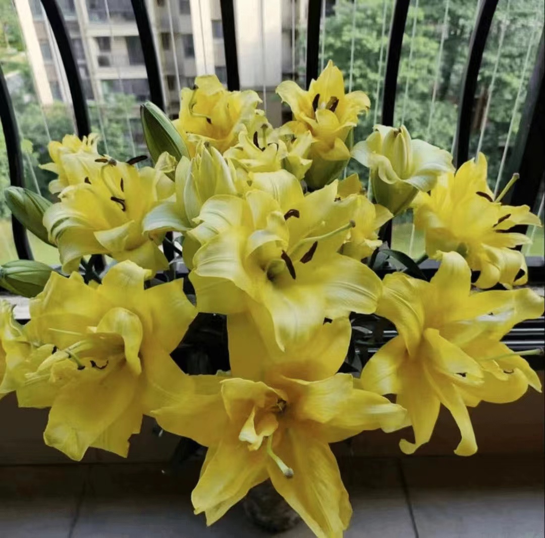四季可种1颗 18/20【异国阳光】香水百合重瓣花球 庭院阳台花球