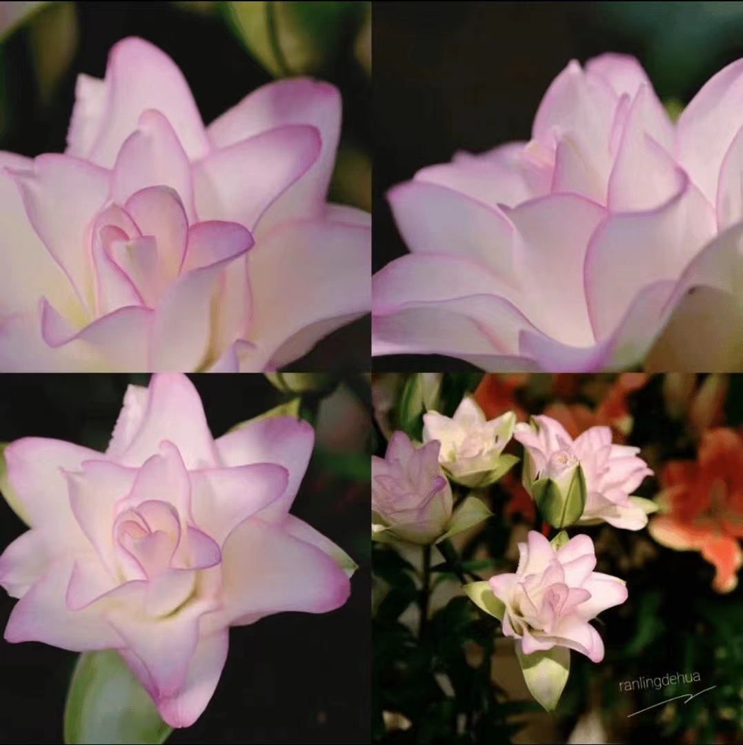 四季可种1颗16/18【冰美人】重瓣香水百合花球 庭院阳台花球