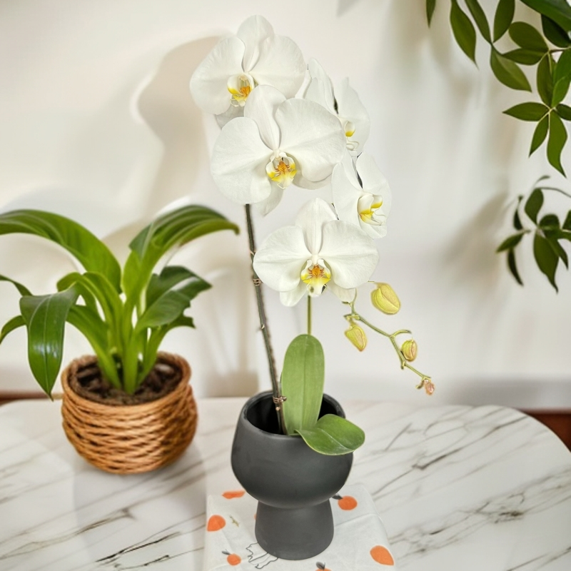 【超级大白】-30-50开放度 梦茜儿的花坊-养活蝴蝶兰卧室耐养绿植 