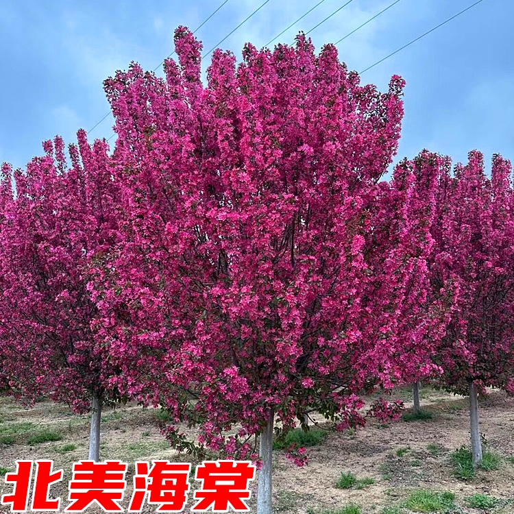 海棠树苗垂丝海棠花苗北美海棠西府海棠树盆栽地栽庭院大型风景树