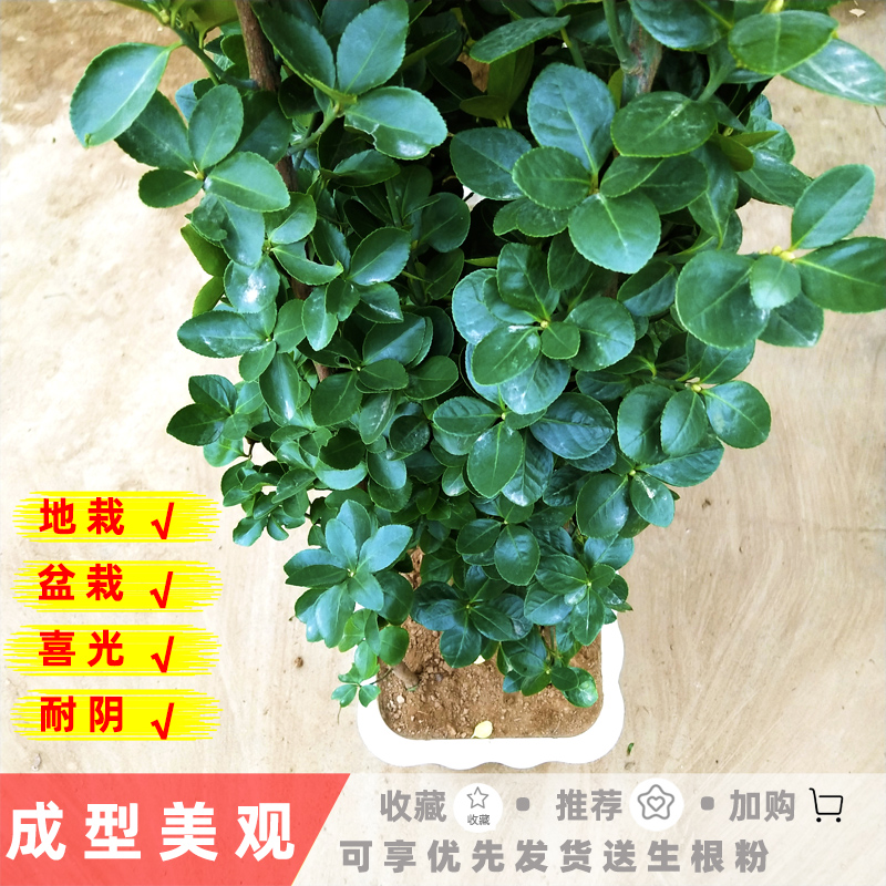 法国冬青珊瑚树苗北海道黄杨四季常青别墅小区耐寒绿篱庭院篱笆苗