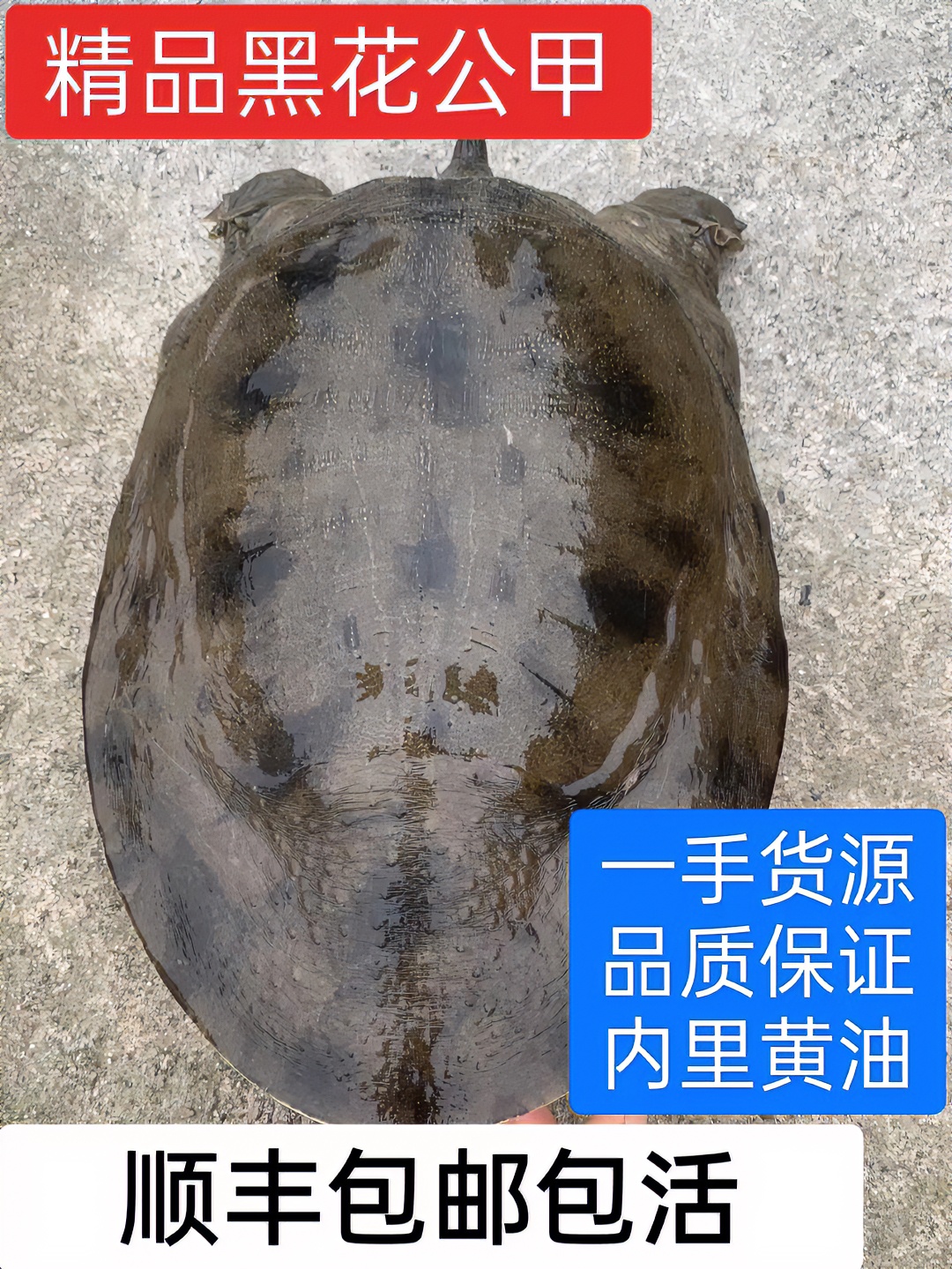 直播挑选虾头甲鱼1.6到4斤多公甲品相多样顺丰包邮包活量大从优