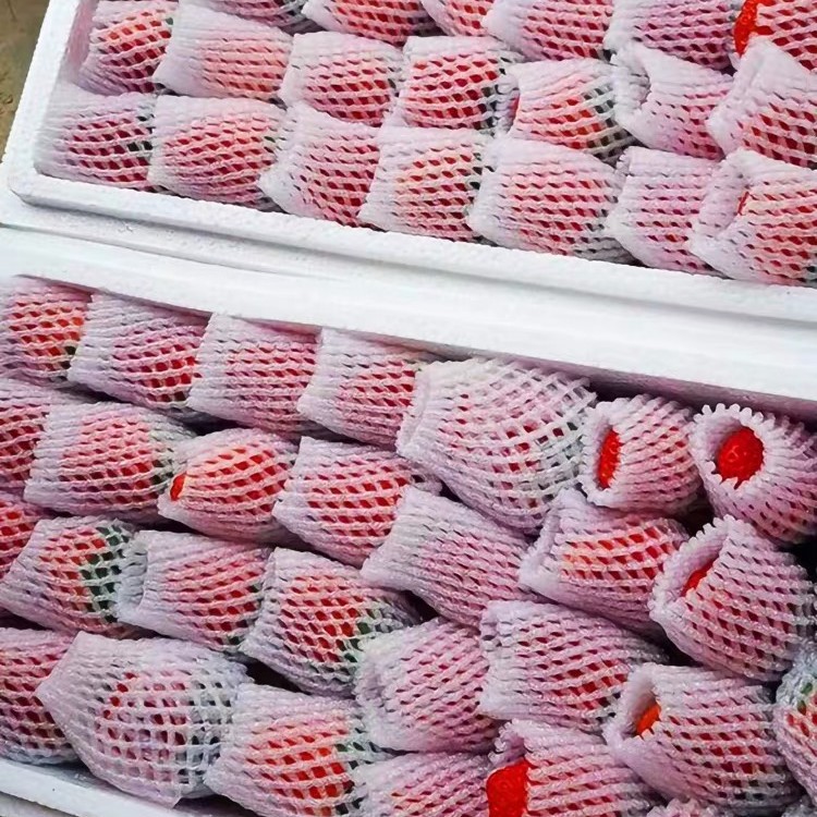 【顺丰冷链发货】云南露天冬草莓现采现发新鲜草莓包邮