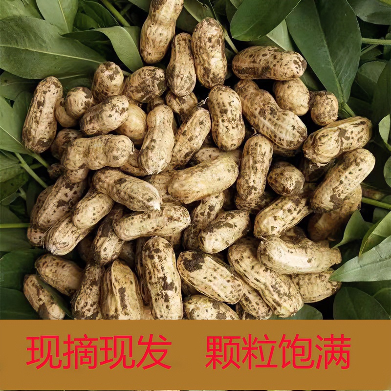 2025新鲜湿花生现挖带泥鲜花生湿带壳花生粉皮水煮生花生大花生