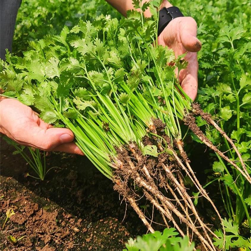 香菜种子四季易种耐热耐抽苔阳台盆栽蔬菜种子大叶香菜四季种植..