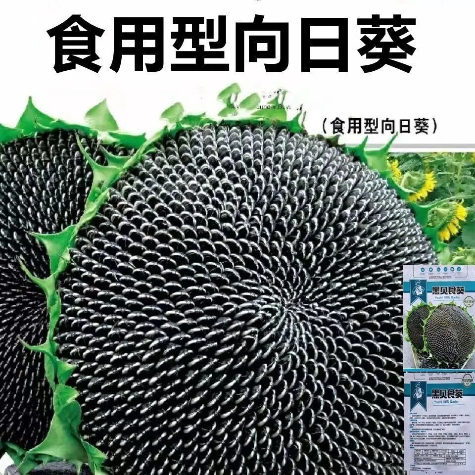 食用型向日葵种子易种高产量瓜子种子食用向日葵花籽阳台大田种植