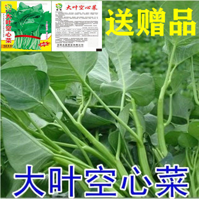 大叶空心菜春夏季阳台盆栽蔬菜农家四季播大叶空心菜