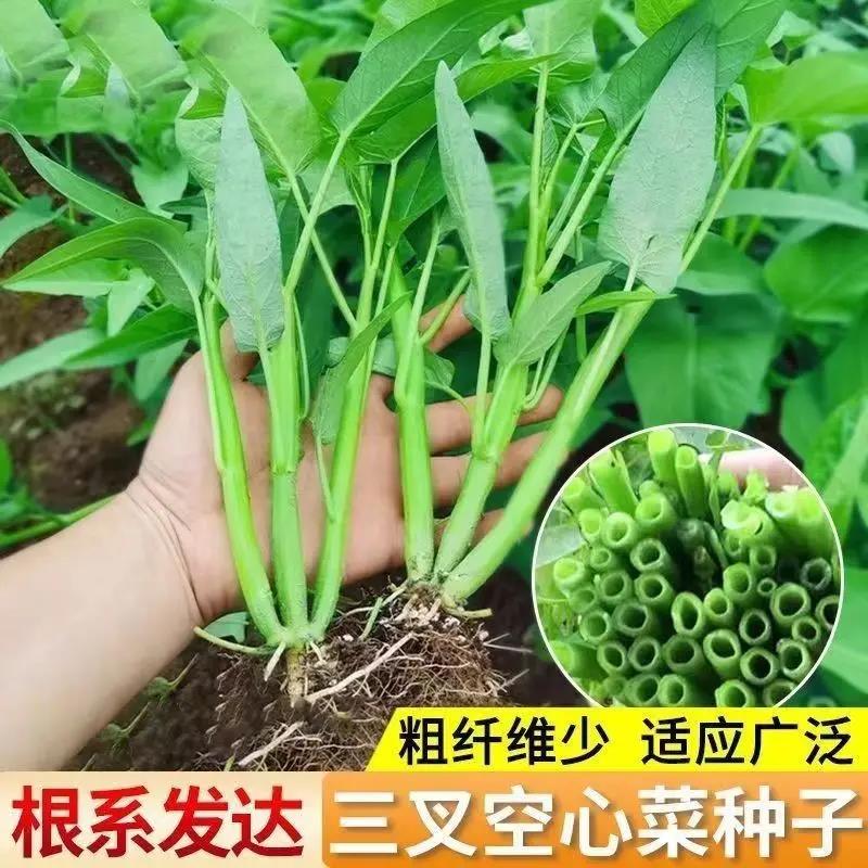 三叉空心菜种籽通心菜种子四季高产耐高温易种植阳台盆栽蔬菜种子
