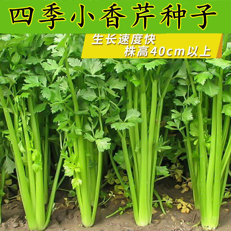 四季小香芹种子芹菜种籽农家水芹菜春季阳台盆栽青菜种四季种植大