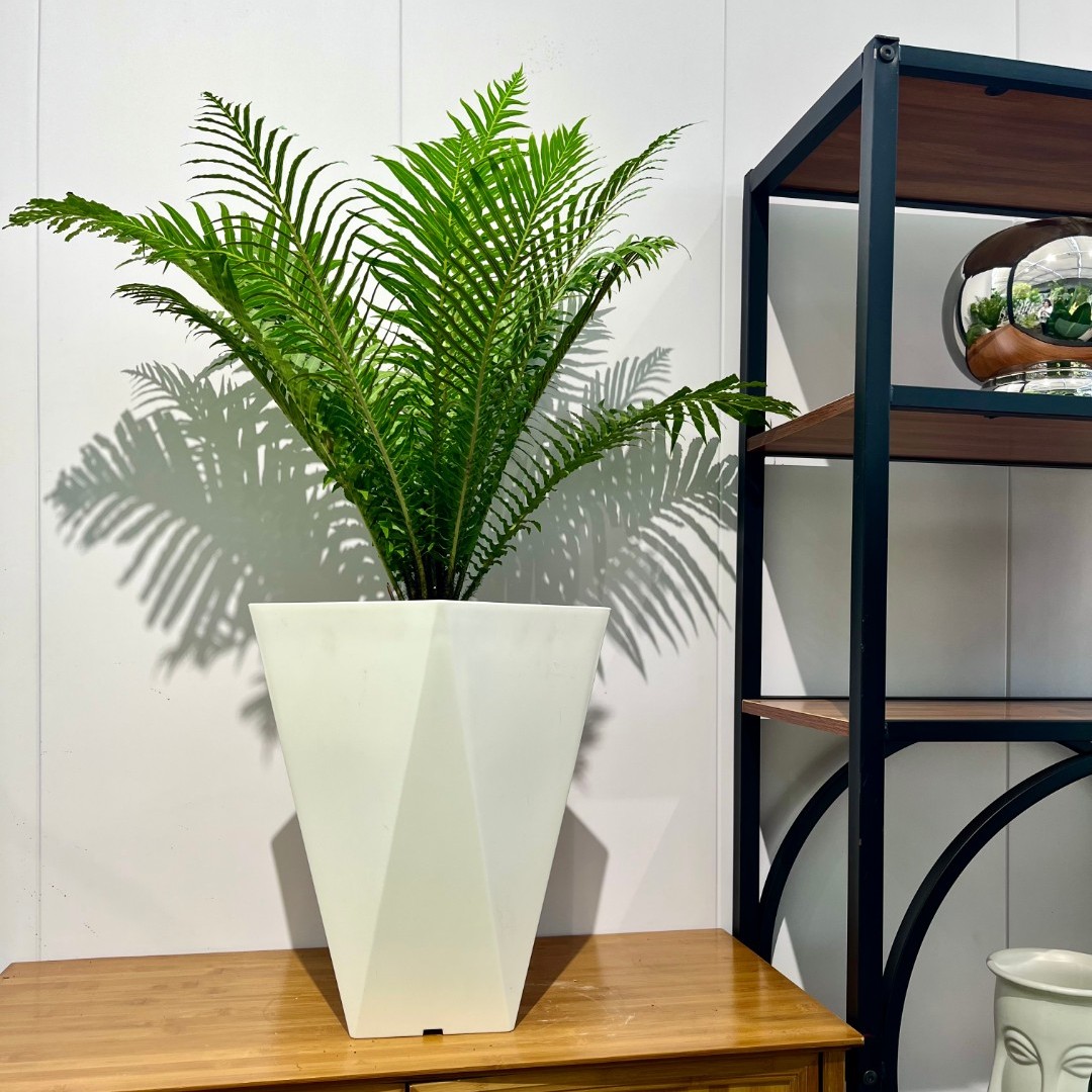 富贵蕨船头蕨耐阴耐寒吸甲醛净化空气室内办公绿植四季常青寓意好