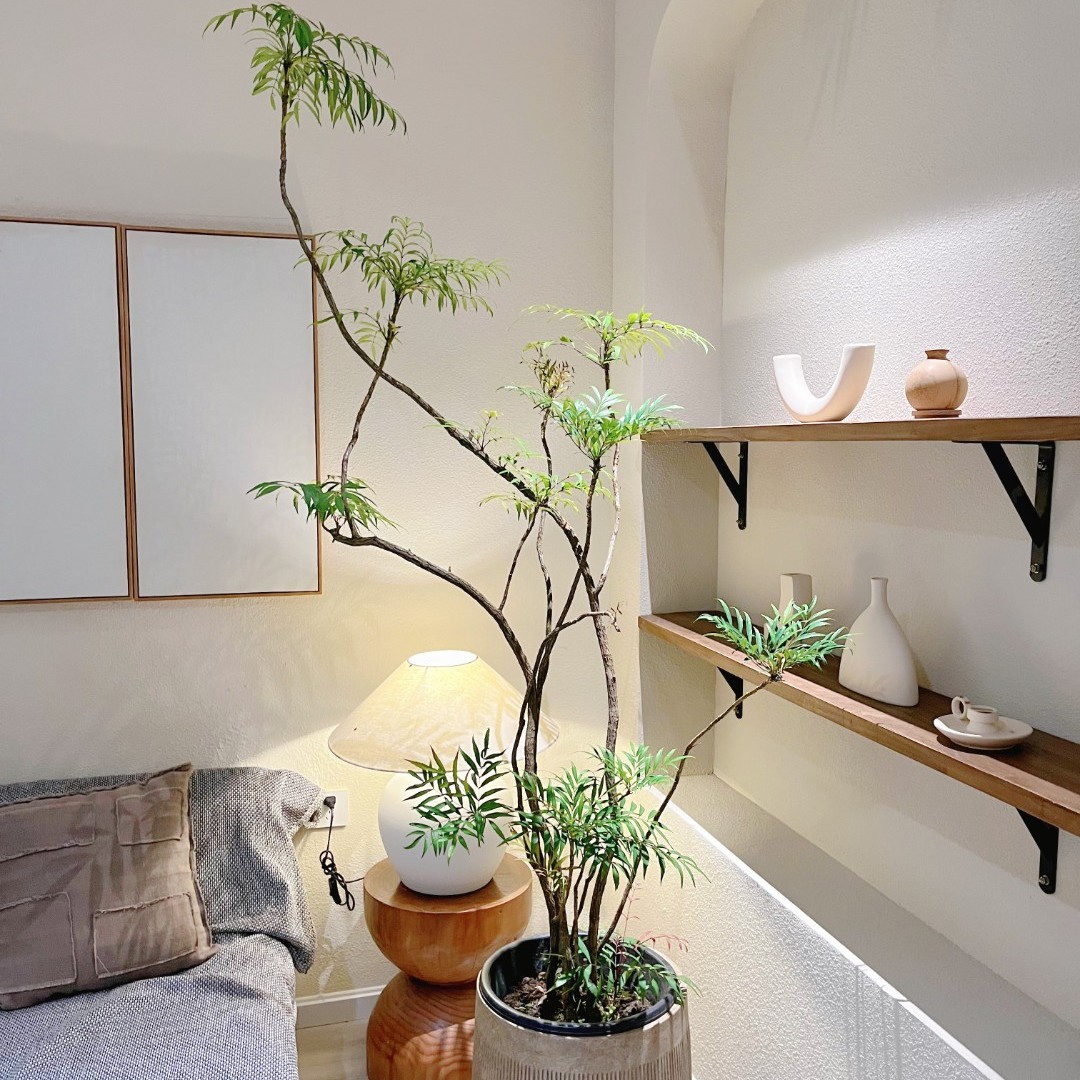 皇天竹十大功劳土黄连水培土黄柏绿植可供入 药客厅阳台书房好养