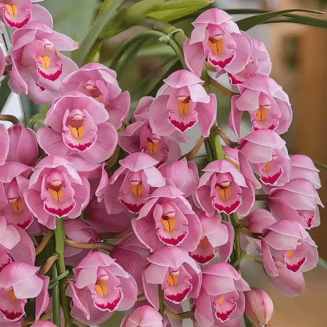 鲜花英雄粉色，清香型室内高档花，大花惠兰，愿盆原土发货兰花草