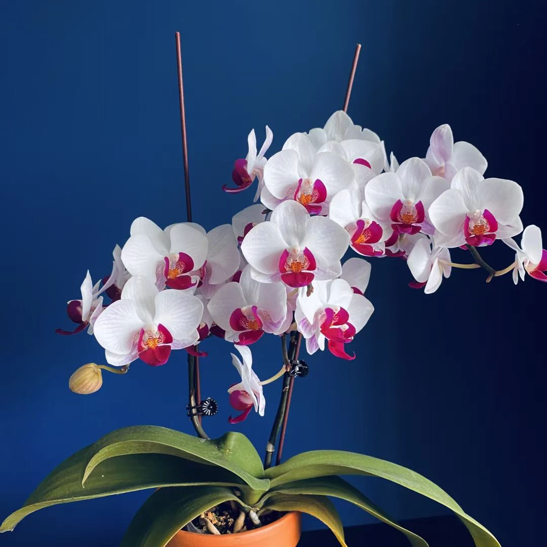 兰蝶汇【貂蝉双梗】蝴蝶兰花卉