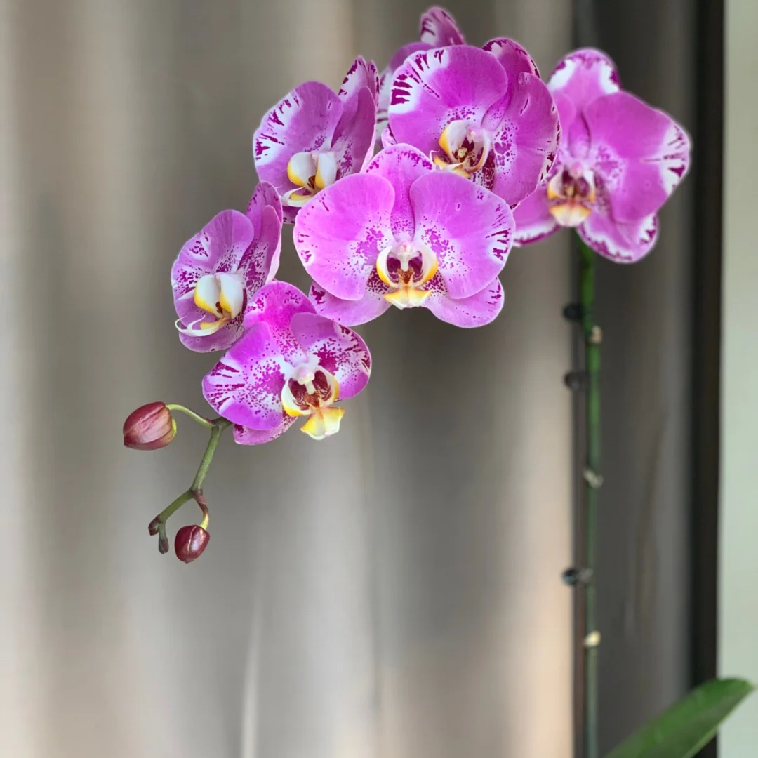 兰蝶汇【藏宝图3.5寸】蝴蝶兰带花发货