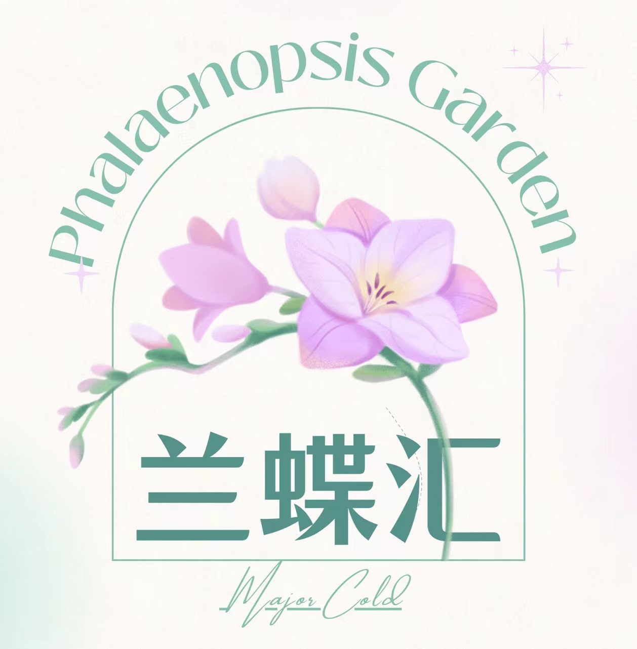 兰蝶汇【林茨】蝴蝶兰带花发货