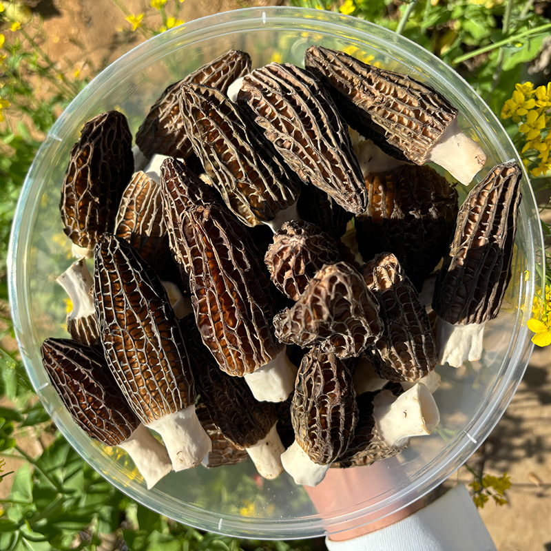 半野生秦岭商南头茬羊肚菌干鲜货 精选正品煲汤食材孕妇滋补养生