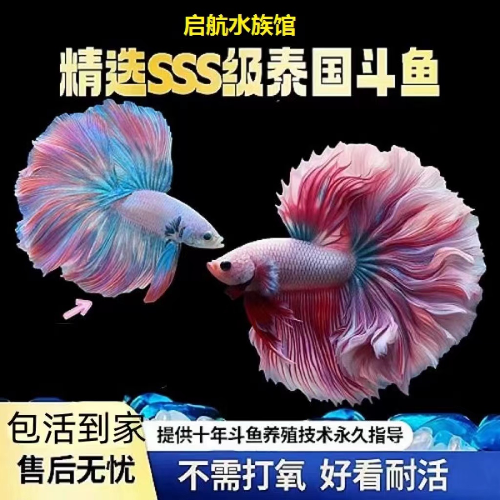 编号241号~300号启航水族馆泰国精品公母斗鱼直播间选观赏鱼
