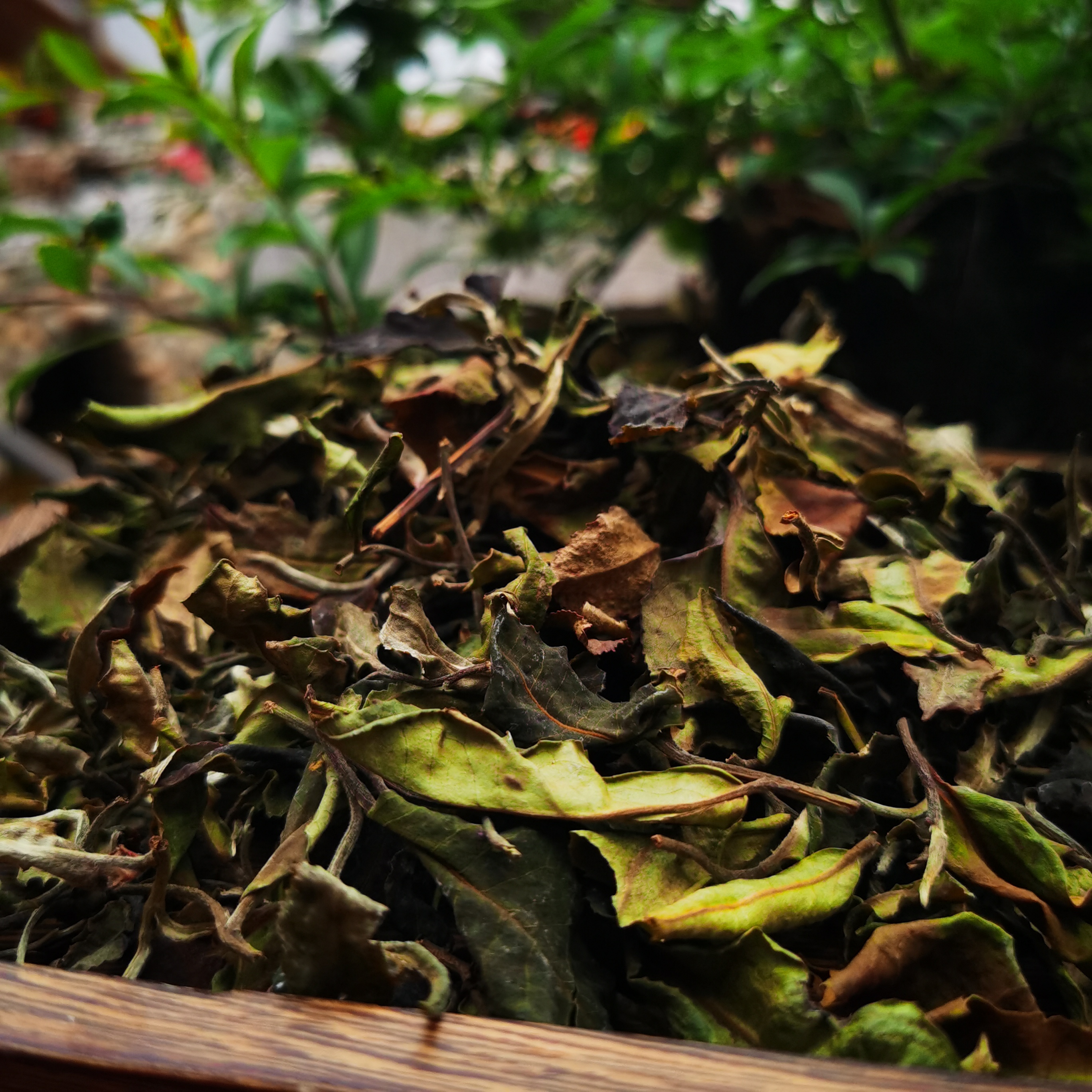 2021岁月古树白茶-250克散茶-包邮-前三泡花香后面蜜香浓郁