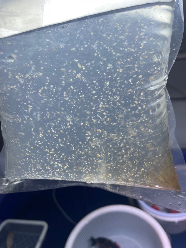 观赏鱼专用水蚤种