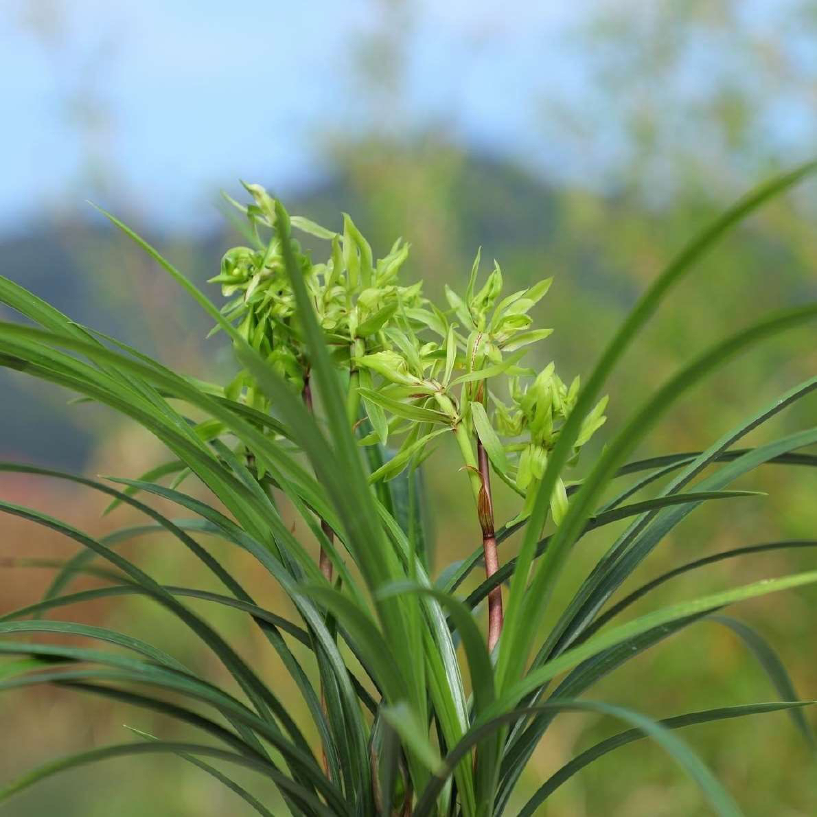 兰花苗带花苞春兰花开富贵浓香型室内绿植花卉盆栽好养名贵花卉