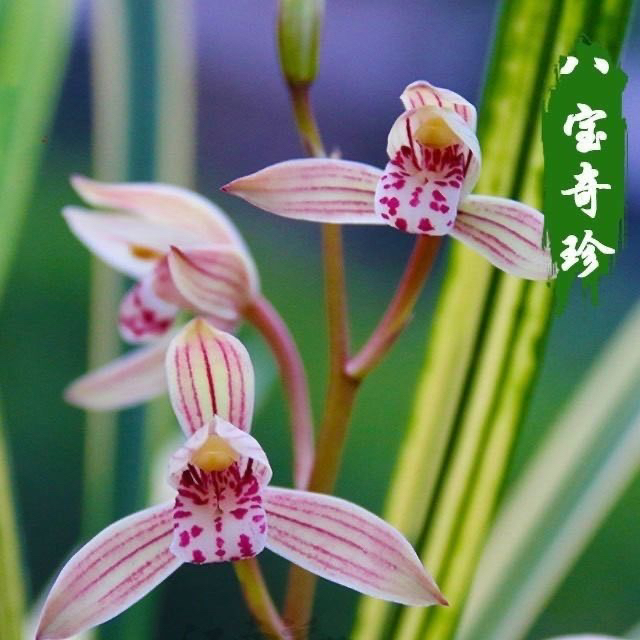 兰花苗建兰四季兰(八宝奇珍)山水画高级中透艺虎斑艺浓香型