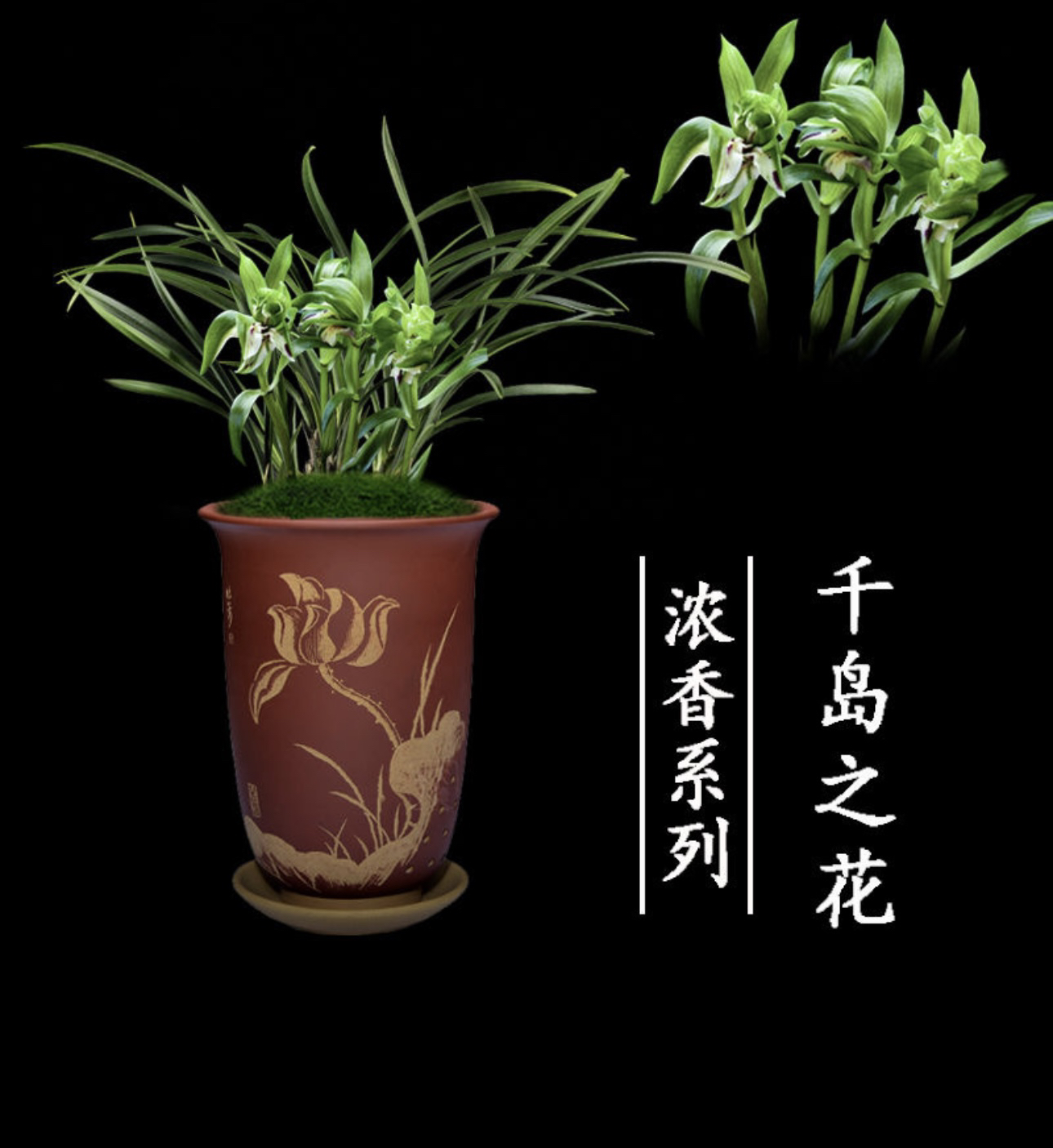 兰花名贵春兰（千岛之花）稀有品种浓香型奇花好养易活