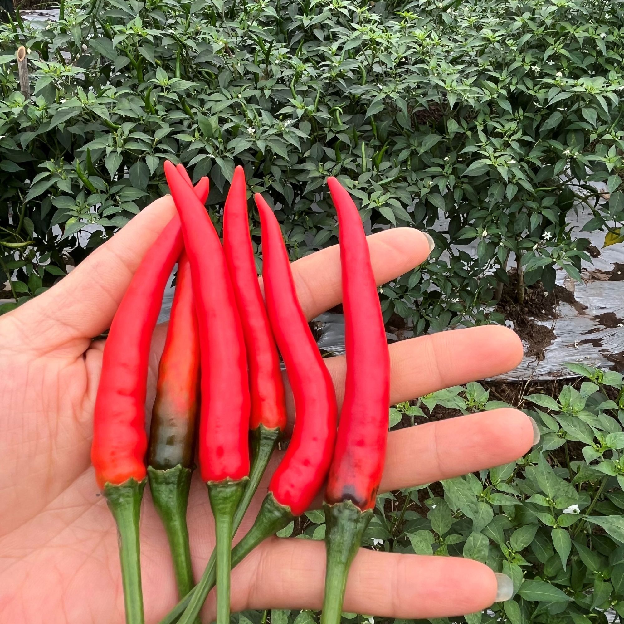 >小米辣<四川农户自家种植新鲜小米椒3斤/5斤/现摘现发包邮