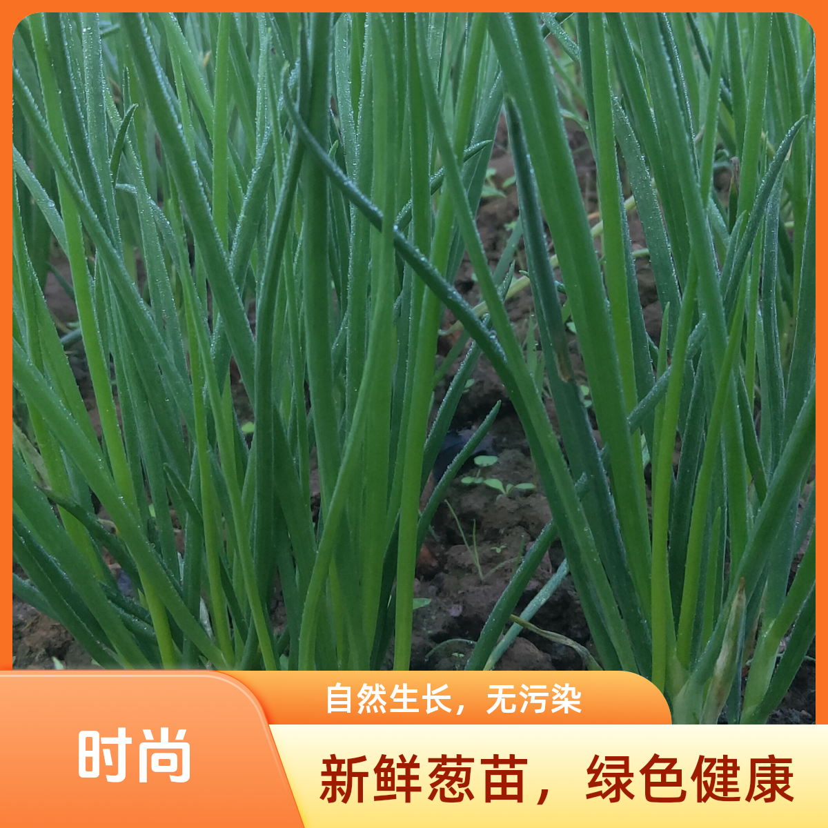 >香葱>[组合&拼单]四川农家种植自然露天生长不打药1斤3斤5斤包邮