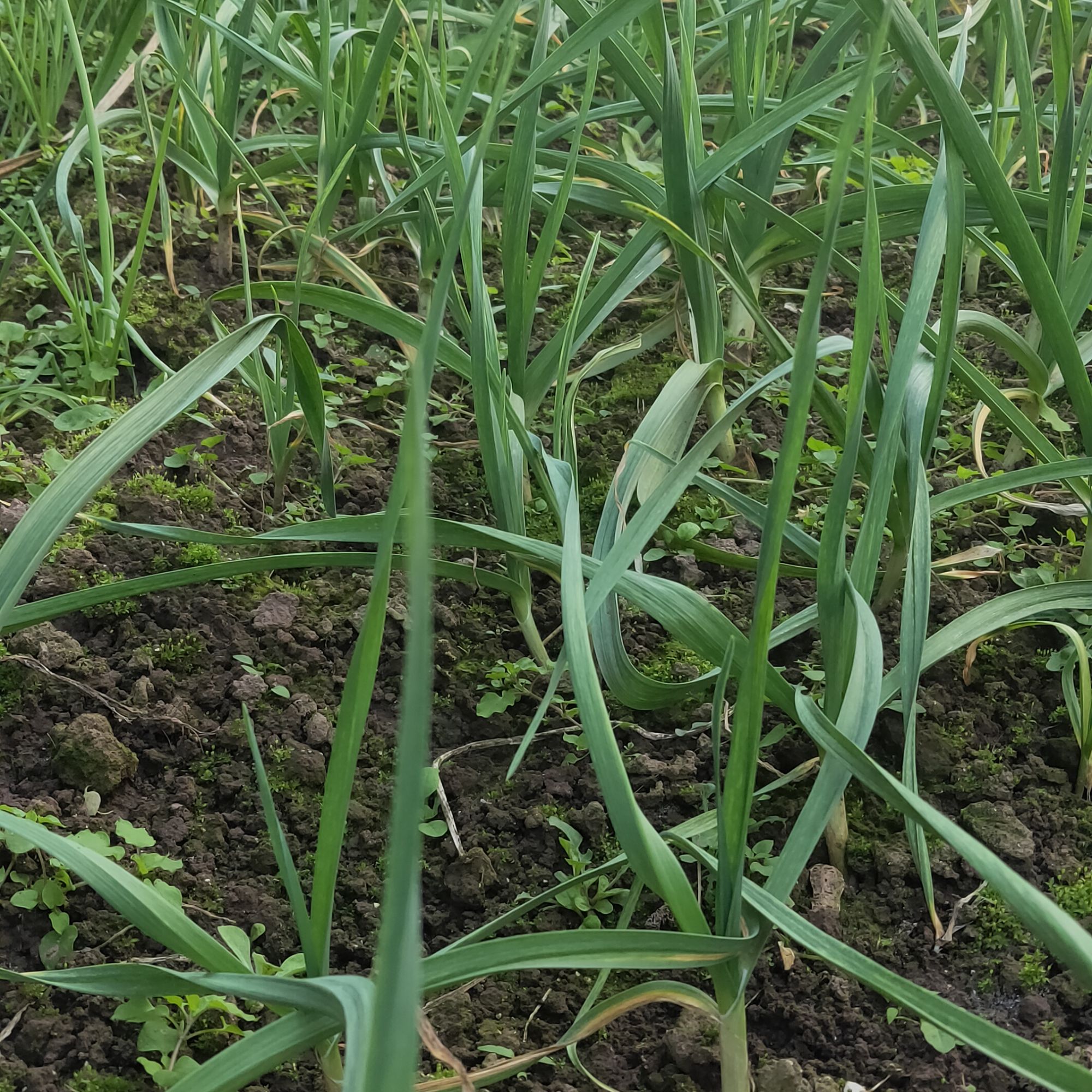 ->蒜苗农家土蒜苗大蒜苗农家新鲜<-农户自家种植蒜苗1斤/2斤包邮