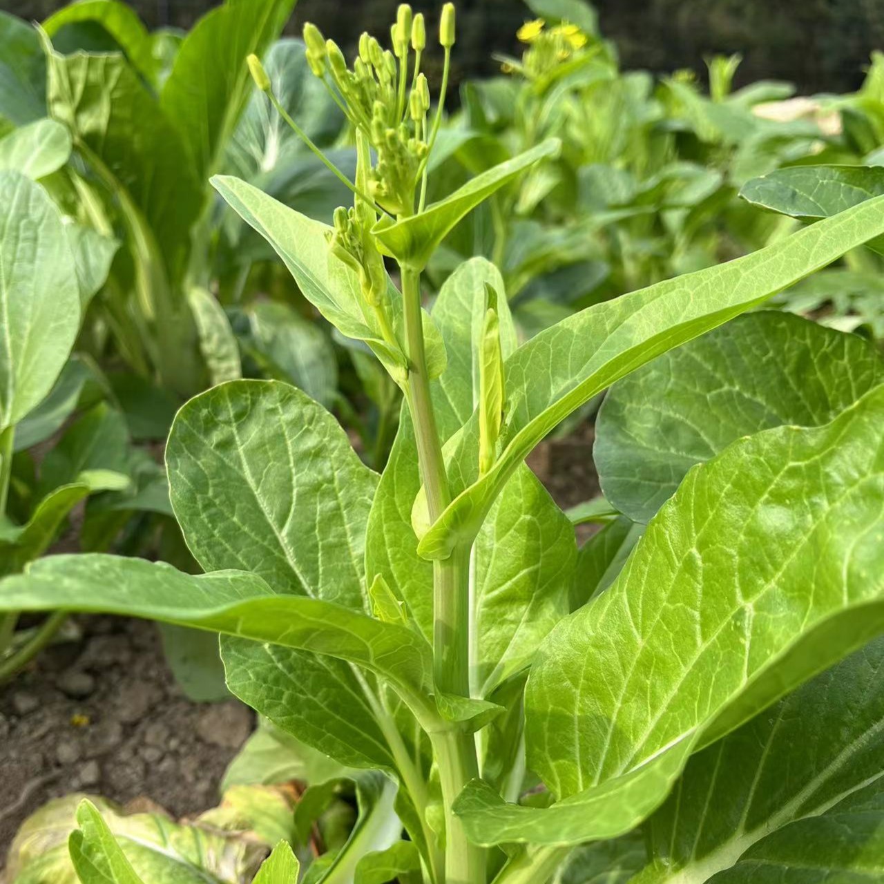 ->菜苔<[农户自种菜苔/菜心新鲜采摘]1斤/3斤包邮