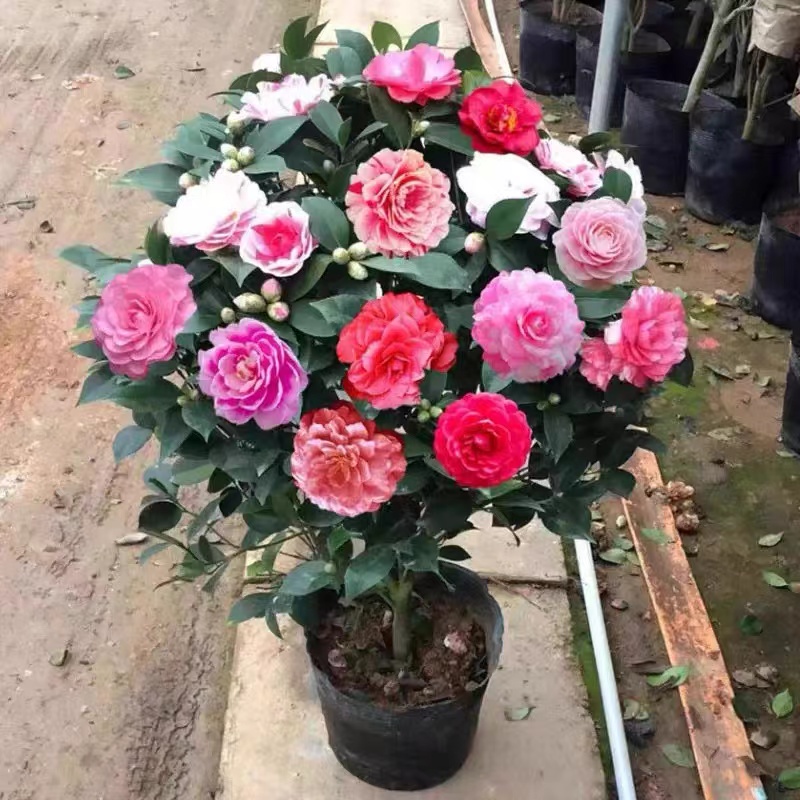 ZY五色茶花树耐寒耐热美观庭院阳台四季花开常绿