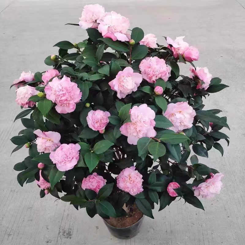 ZY花仙子香水茶花盆栽地栽大美人花