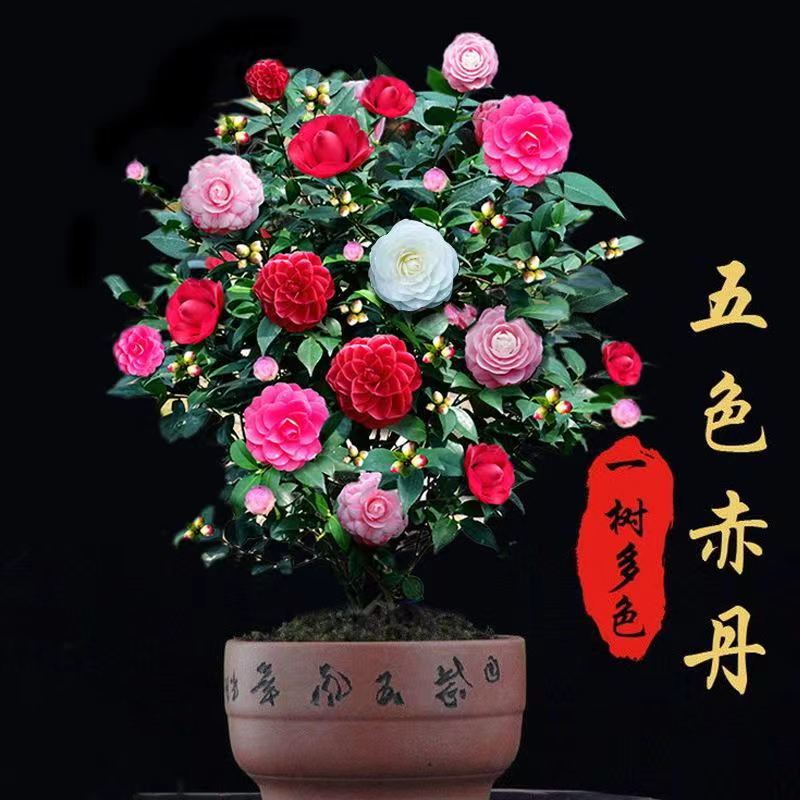 SW名贵稀少 五色赤丹山茶花 带花苞花卉植物室内好养茶花树苗