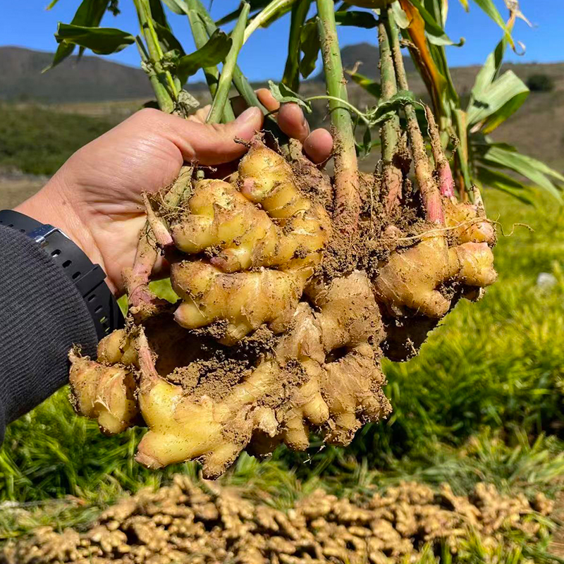 【嫩姜】云南小黄姜-ZRDD