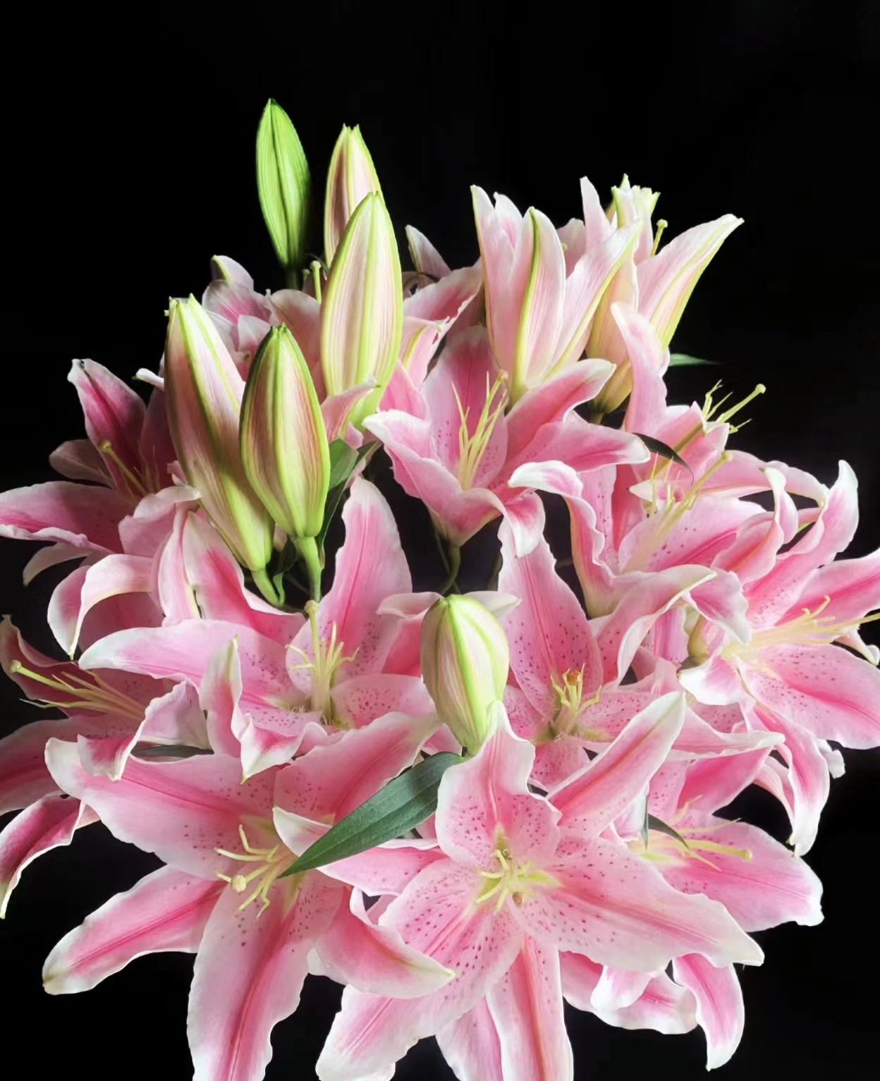【提伯-粉百合】鲜切花云南基地直发清香淡雅新鲜发货