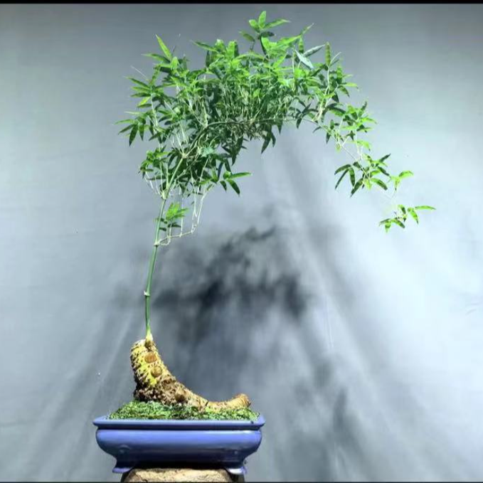 广东小叶簕竹绿植