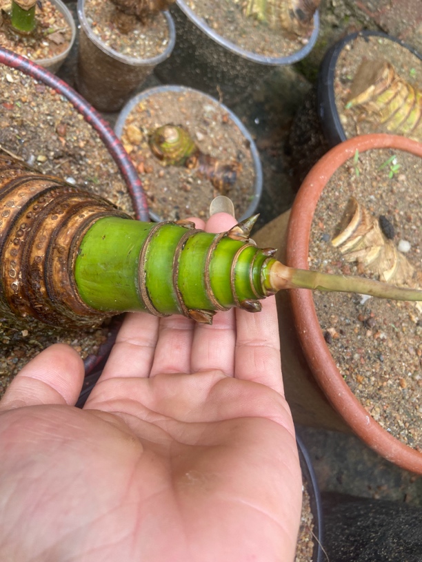 广东小叶簕竹生桩