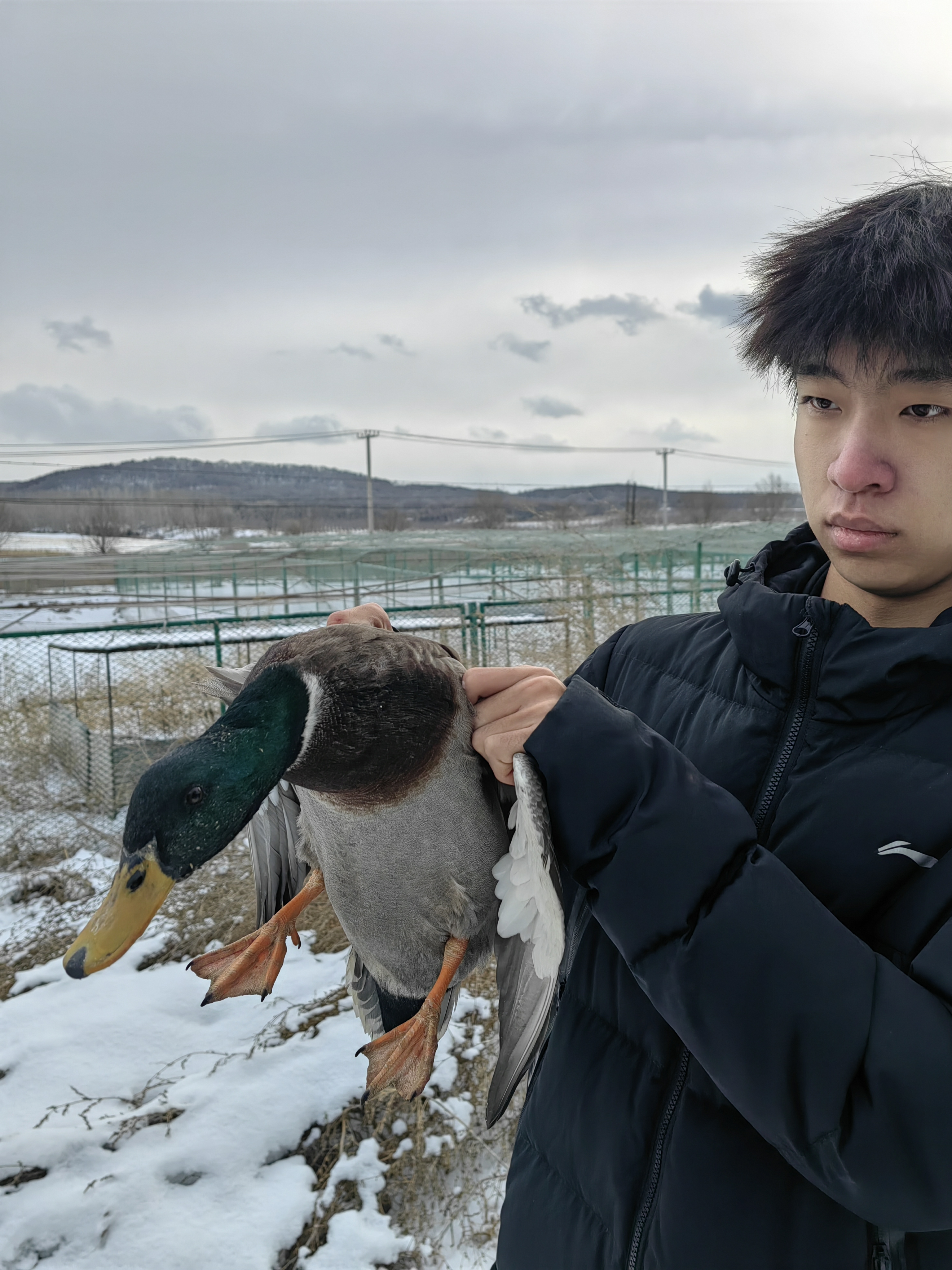 纯粮散养青头飞鸭两只四斤半现杀去毛去内脏