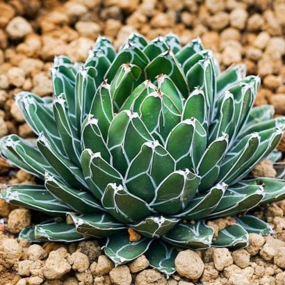 世之雪龙舌兰多肉植物笹之雪稀有盆栽花卉易养殖净化空气吸甲醛