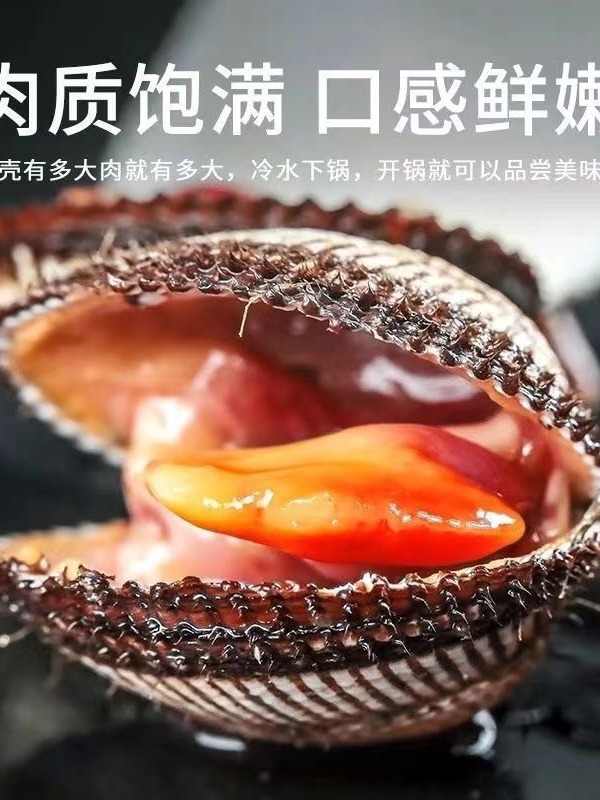 渤海本地海鲜小毛蚶子每斤40粒海螺